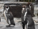 01 ZOO Praha, březen 2015.JPG