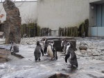 02 ZOO Praha, březen 2015.JPG