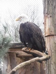 03 ZOO Praha, březen 2015.JPG
