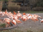04 ZOO Praha, březen 2015.JPG