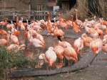05 ZOO Praha, březen 2015.JPG