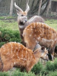 06 ZOO Praha, březen 2015.JPG