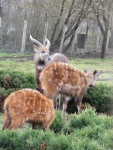 07 ZOO Praha, březen 2015.JPG