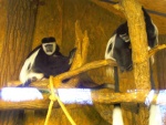 09 ZOO Praha, březen 2015.JPG