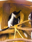 10 ZOO Praha, březen 2015.JPG
