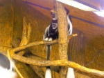 11 ZOO Praha, březen 2015.JPG