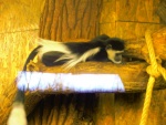 12 ZOO Praha, březen 2015.JPG
