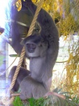 13 ZOO Praha, březen 2015.JPG
