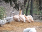 14 ZOO Praha, březen 2015.JPG