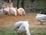 15 ZOO Praha, březen 2015.JPG