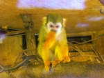 17 ZOO Praha, březen 2015.JPG