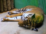 40 ZOO Praha, březen 2015.JPG