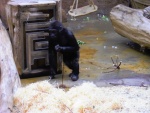 23 ZOO Praha, březen 2015.JPG
