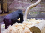 24 ZOO Praha, březen 2015.JPG