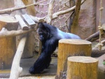 25 ZOO Praha, březen 2015.JPG