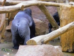 26 ZOO Praha, březen 2015.JPG