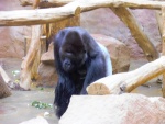 27 ZOO Praha, březen 2015.JPG