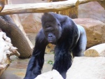 28 ZOO Praha, březen 2015.JPG