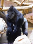 29 ZOO Praha, březen 2015.JPG