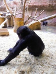 30 ZOO Praha, březen 2015.JPG