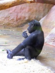 31 ZOO Praha, březen 2015.JPG