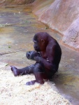 32 ZOO Praha, březen 2015.JPG