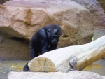 33 ZOO Praha, březen 2015.JPG