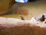 34 ZOO Praha, březen 2015.JPG