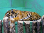 35 ZOO Praha, březen 2015.JPG