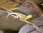 36 ZOO Praha, březen 2015.JPG