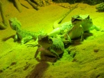 37 ZOO Praha, březen 2015.JPG