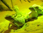 38 ZOO Praha, březen 2015.JPG