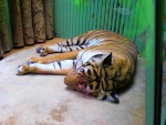 39 ZOO Praha, březen 2015.JPG