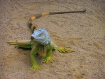 41 ZOO Praha, březen 2015.JPG