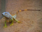 42 ZOO Praha, březen 2015.JPG