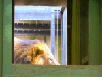43 ZOO Praha, březen 2015.JPG