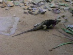 44 ZOO Praha, březen 2015.JPG
