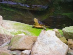 45 ZOO Praha, březen 2015.JPG