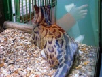 46 ZOO Praha, březen 2015.JPG