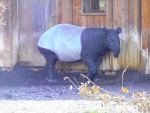 48 ZOO Praha, březen 2015.JPG