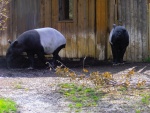 49 ZOO Praha, březen 2015.JPG