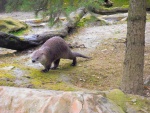 51 ZOO Praha, březen 2015.JPG