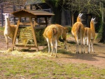 52 ZOO Praha, březen 2015.JPG