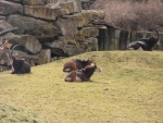 54 ZOO Praha, březen 2015.JPG