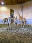 80 ZOO Praha, březen 2015.JPG