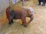 63 ZOO Praha, březen 2015.JPG