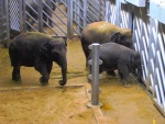 64 ZOO Praha, březen 2015.JPG