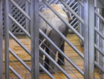 65 ZOO Praha, březen 2015.JPG