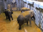 66 ZOO Praha, březen 2015.JPG