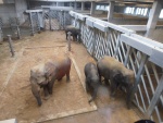 68 ZOO Praha, březen 2015.JPG